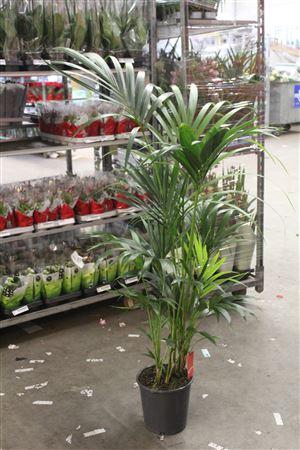 <h4>Howea Forsteriana 5pp</h4>