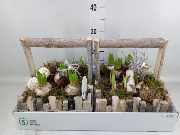 <h4>Arr. Bol/Knolgewas L%</h4>