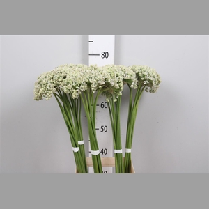 Allium Nigrum
