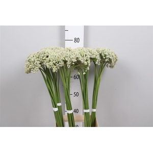 Allium Nigrum