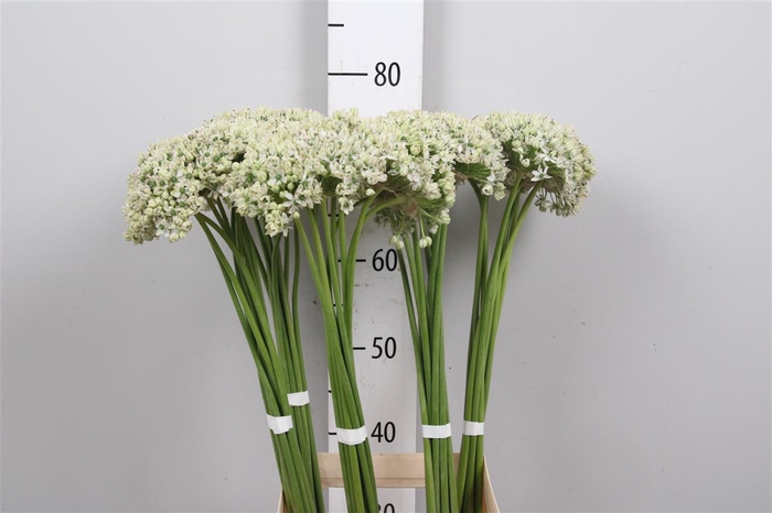 <h4>Allium Nigrum</h4>