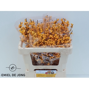 ILEX VE GOLD VERBOOM