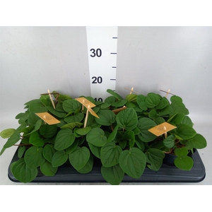 Peperomia albov. 'Rana Verde'
