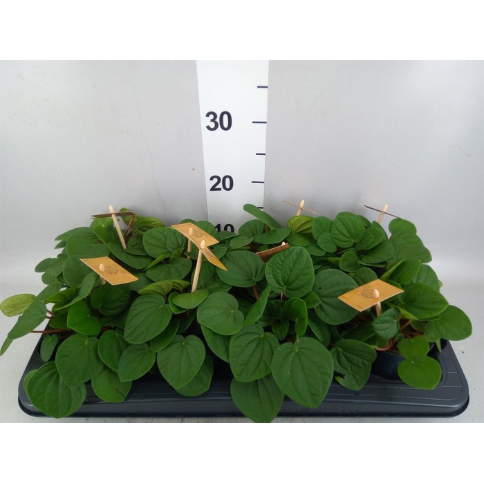 <h4>Peperomia albov. 'Rana Verde'</h4>