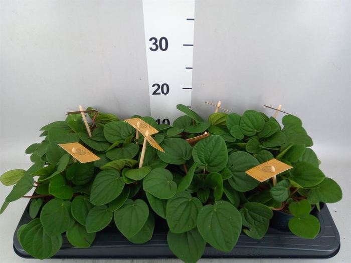 Peperomia albov. 'Rana Verde'
