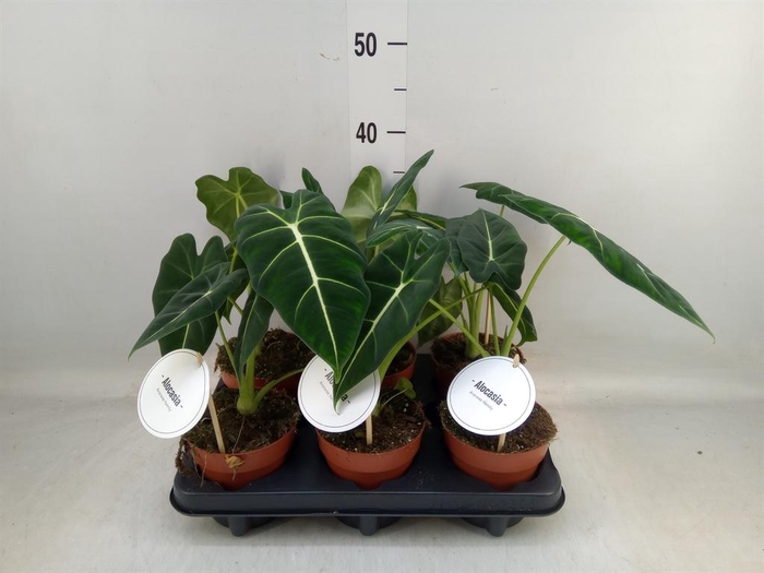 <h4>Alocasia   ...</h4>