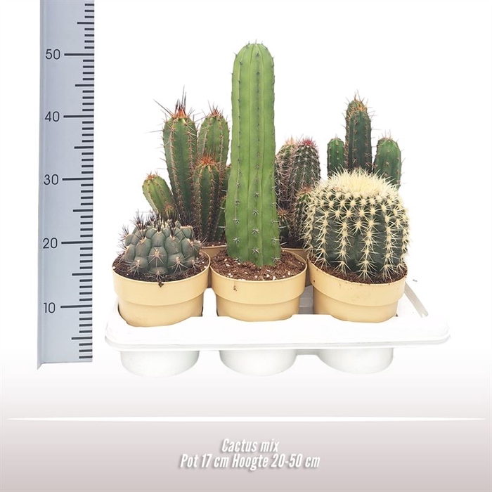 <h4>Cactus</h4>