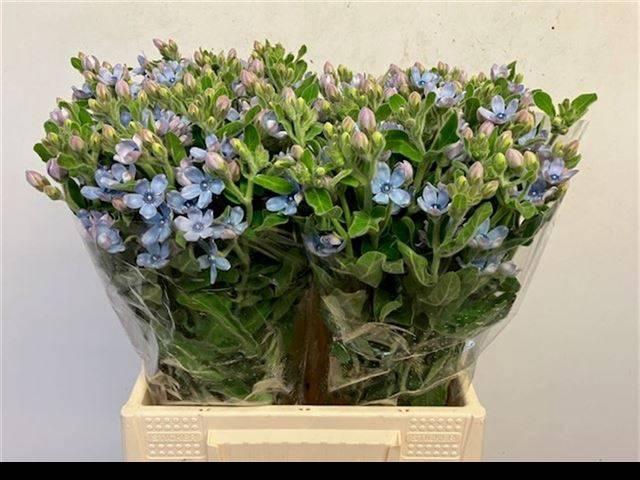 <h4>OXY CO TAN PURE BLU</h4>