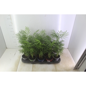 CHAMAEDOREA ELEGANS P11
