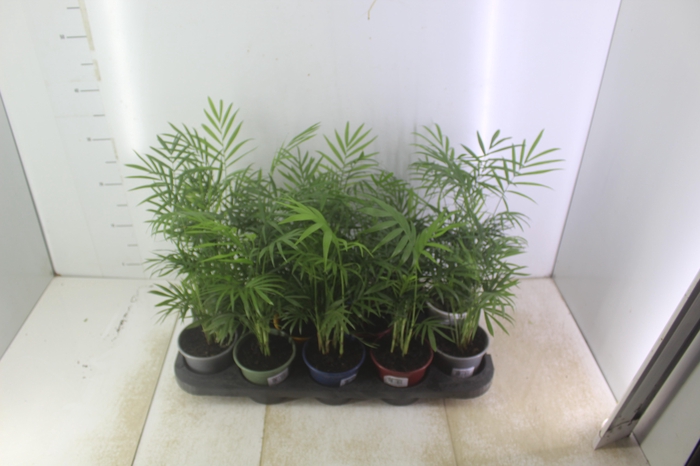 <h4>CHAMAEDOREA ELEGANS P11</h4>