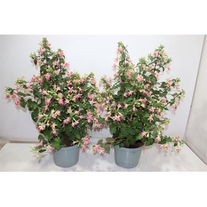 Fuchsia W Jubelteen