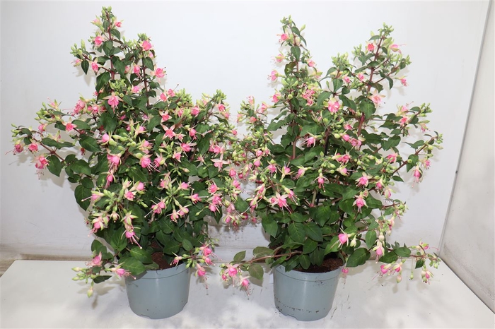 <h4>Fuchsia W Jubelteen</h4>