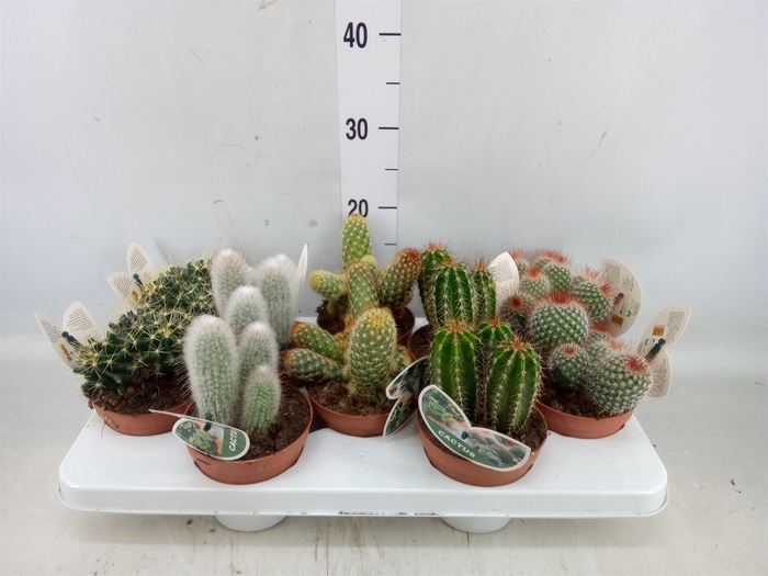 <h4>Cactus   ...mix</h4>