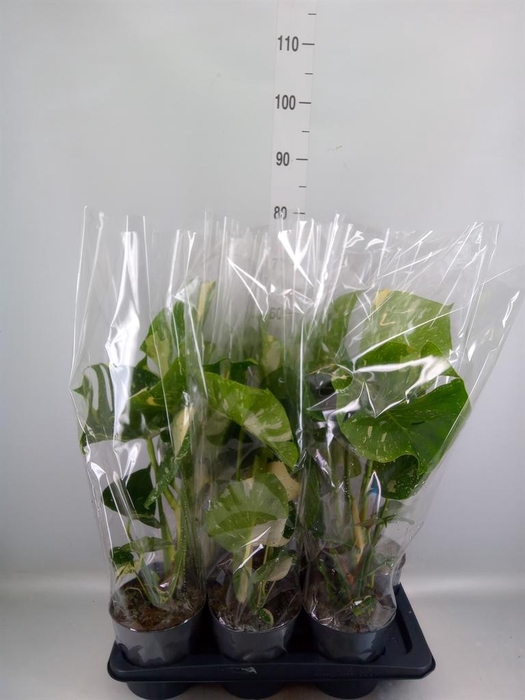 <h4>Monstera delic. 'Thai Constellatio'</h4>