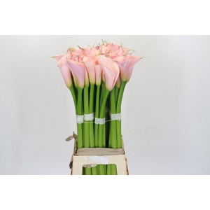 Zantedeschia Eydolls Pink