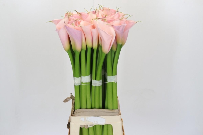 Zantedeschia Eydolls Pink