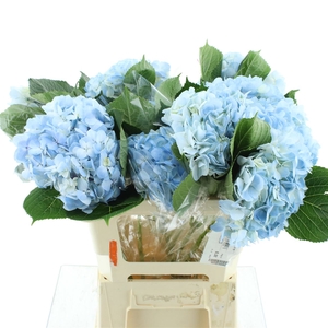 Hydr A Natural Blue