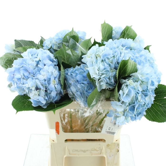 <h4>Hydr A Natural Blue</h4>