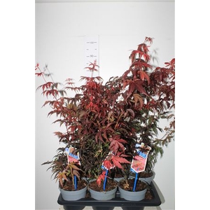 Acer Pa Atropurpureu