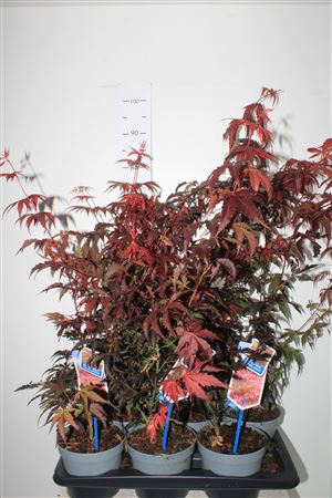 Acer Pa Atropurpureu