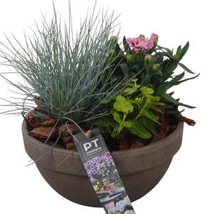 Arr.   Tuinplanten L%