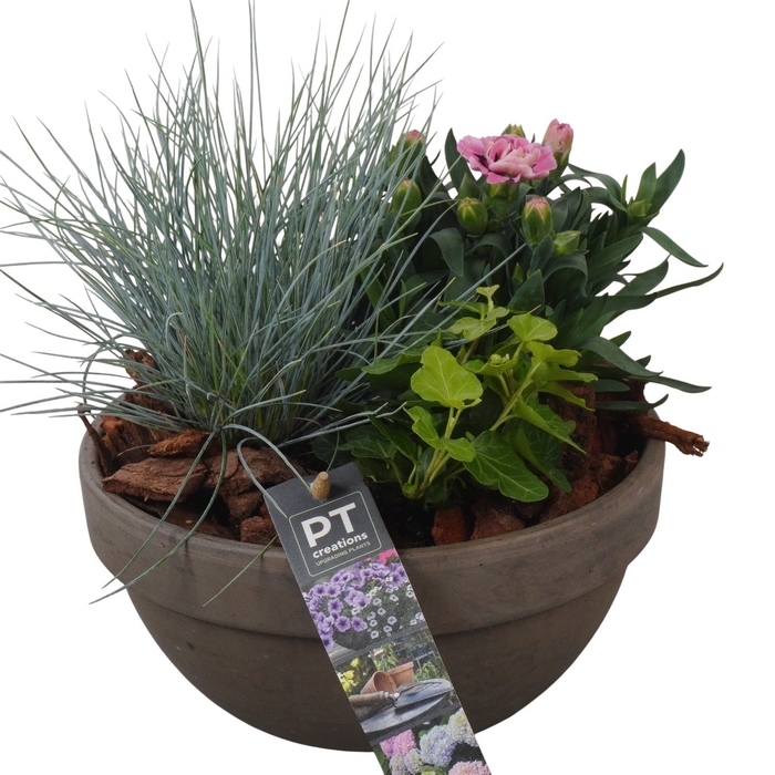<h4>Arr.   Tuinplanten L%</h4>