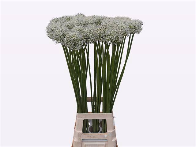 <h4>Allium mount everest</h4>