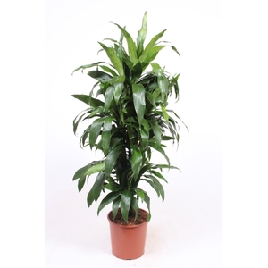 Dracaena Janet Craig