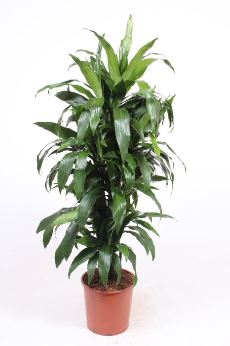<h4>Dracaena Janet Craig</h4>