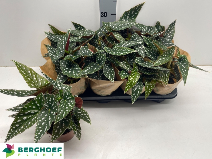 <h4>BEG MA SPOTL GREEN</h4>