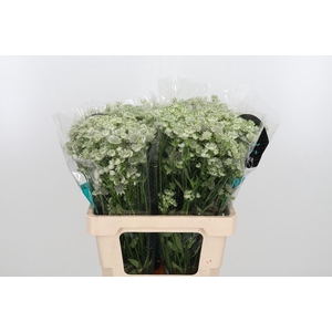 Astrantia Wit Billion Stars