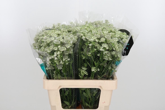 <h4>Astrantia Wit Billion Stars</h4>