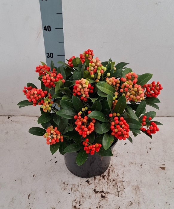 <h4>Temptation 23cm 15+ tros</h4>