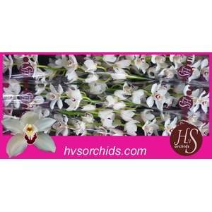 CYMB T DANNY GREEN 80 CM