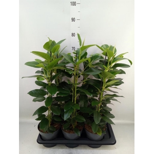 Ficus microcarpa 'Fuji'