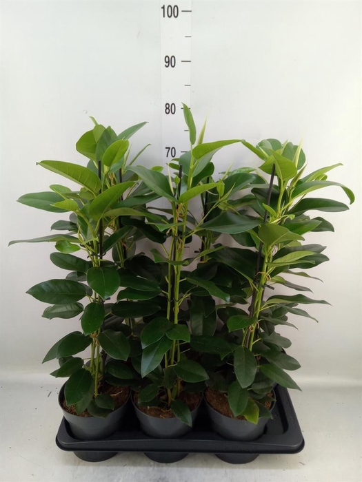 <h4>Ficus microcarpa 'Fuji'</h4>