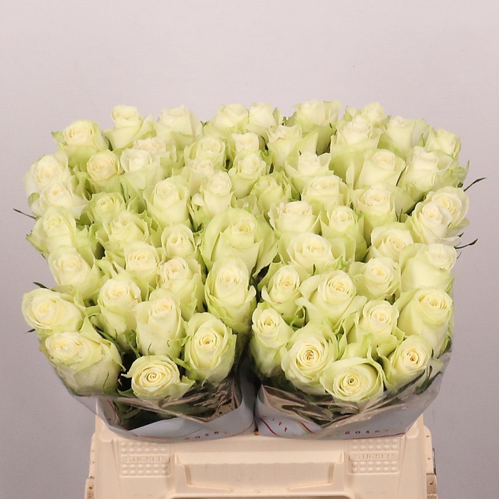 <h4>R GR ATHENA</h4>