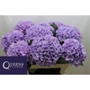 Hydrangea royal benefit