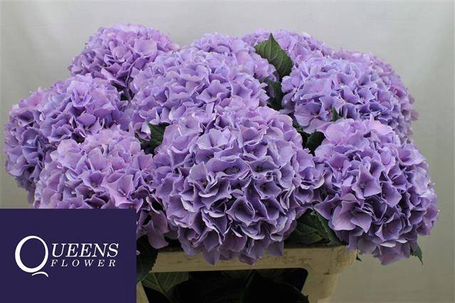 Hydrangea royal benefit
