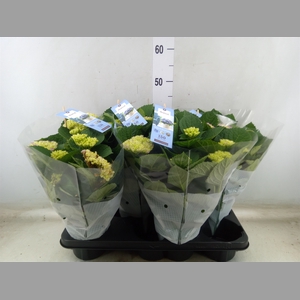 Hydrangea mac. 'Magical Revolution'