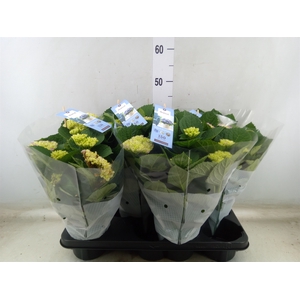 Hydrangea mac. 'Magical Revolution'