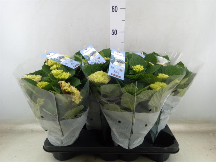 <h4>Hydrangea mac. 'Magical Revolution'</h4>
