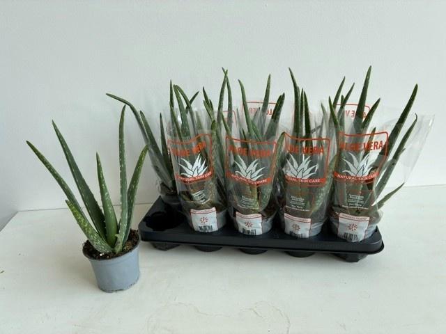 <h4>ALOE VERA</h4>