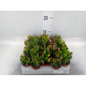 Crassula   ...mix