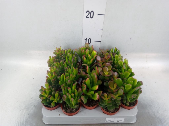 <h4>Crassula   ...mix</h4>