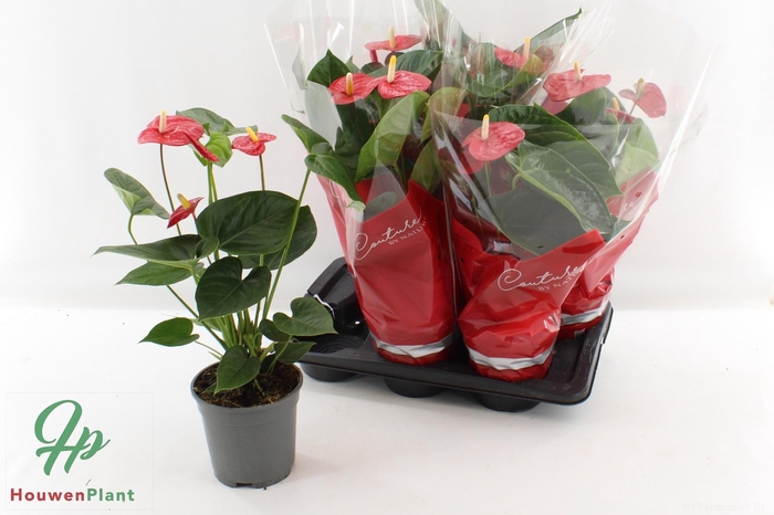 <h4>ANTHU AN TURENZA</h4>