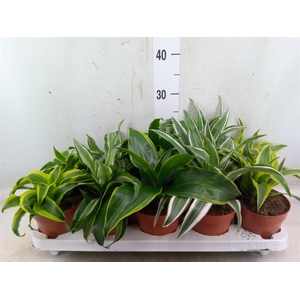 Dracaena   ...mix