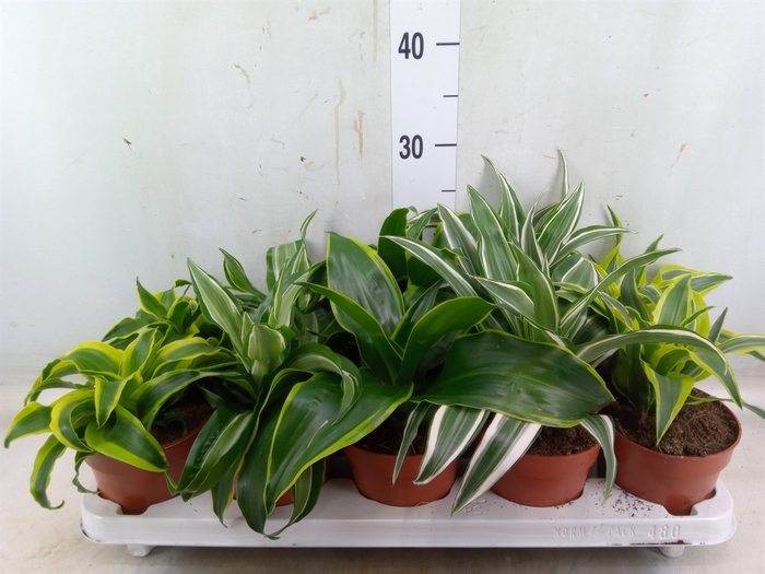 <h4>Dracaena   ...mix</h4>