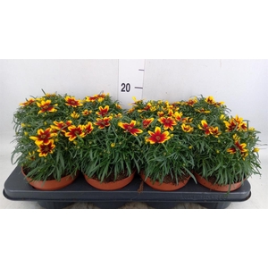 Coreopsis vert. 'Corleone Red'