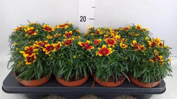<h4>Coreopsis vert. 'Corleone Red'</h4>